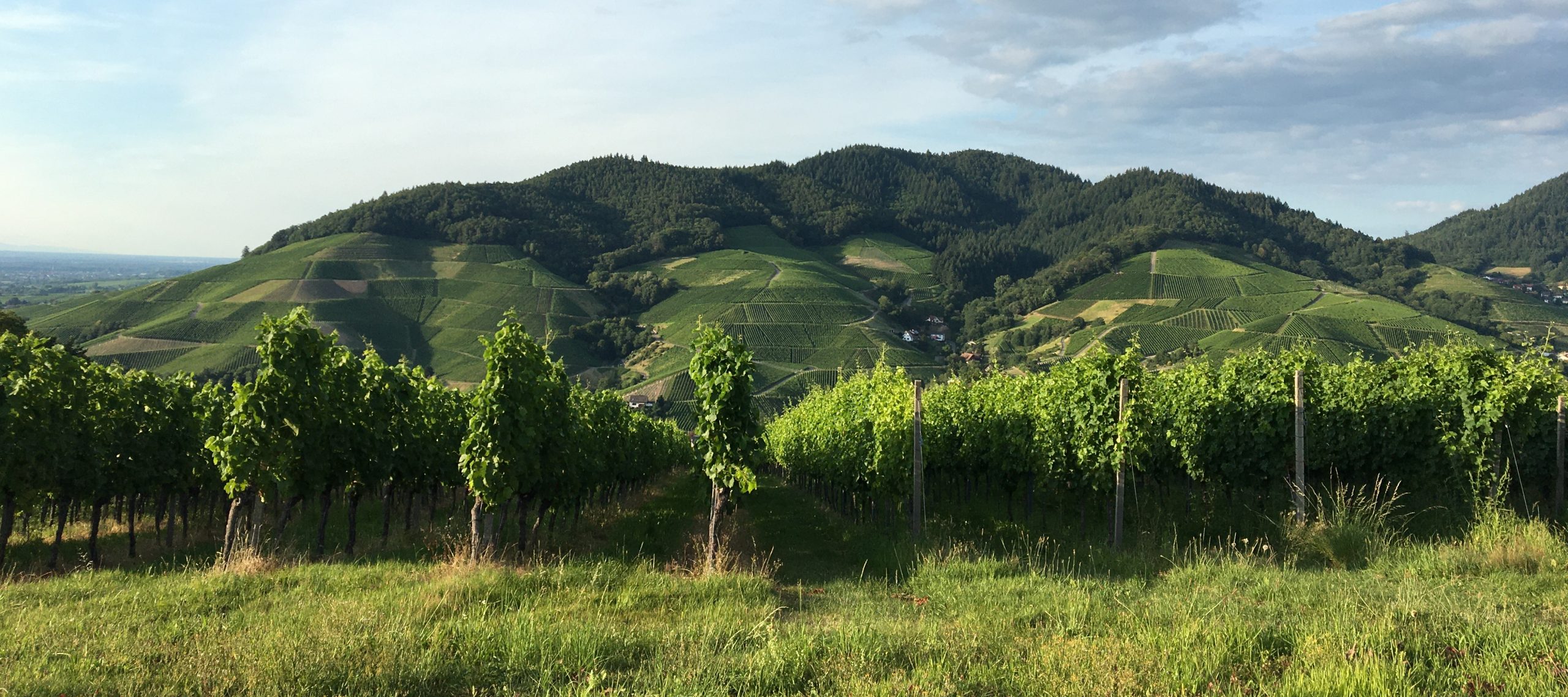rebenlandschaft-niko-fahrzeuge